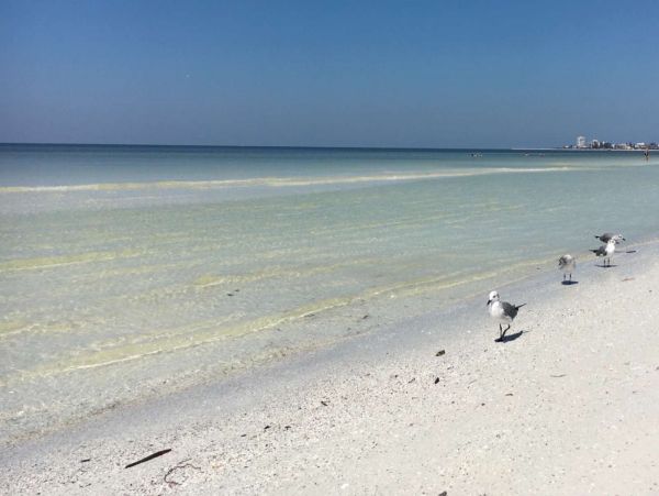 Siesta Key 2 Bedroom Condo with Balcony & Walk to Beach