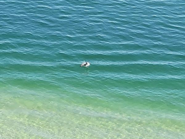 Marco Island Condo 1010738