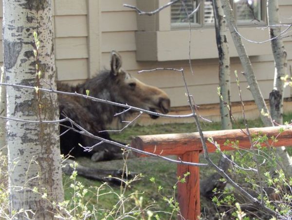 Jackson Hole Wy Home 1011085