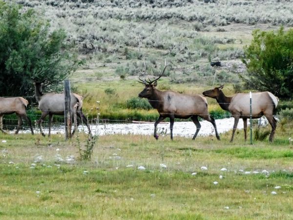 Jackson Hole Wy Home 1011087
