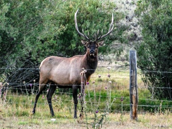 Jackson Hole Wy Home 1011087