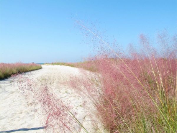 Siesta Key Condo 1011192
