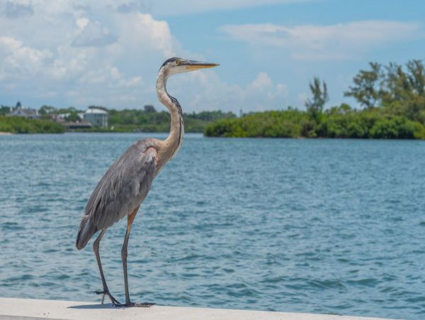 Siesta Key Condo 1011192