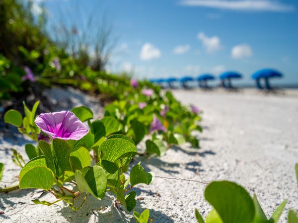 Fort Myers Home 1011378