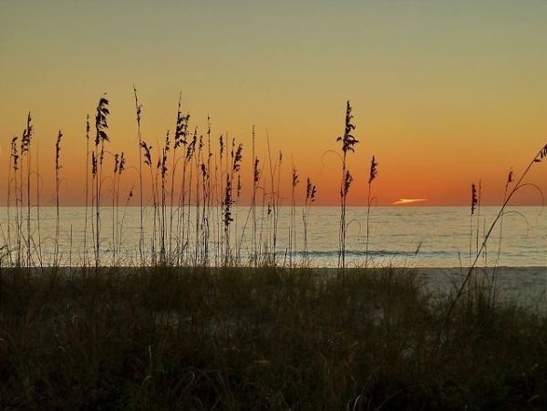 Treasure Island Condo 1011689
