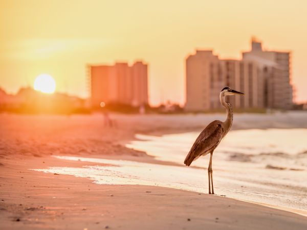 Alabama Beach Areas Home 1011934