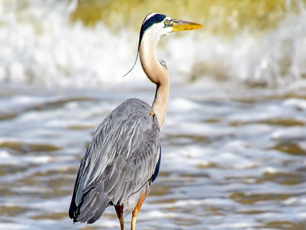Alabama Beach Areas Home 1012084
