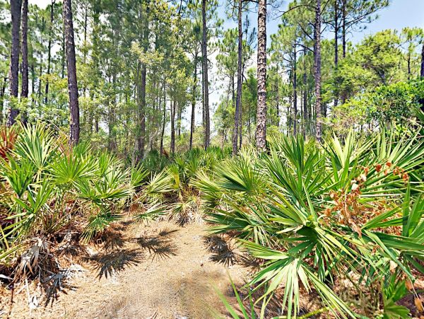Alabama Beach Areas Home 1012539