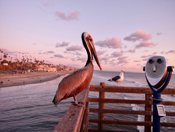 San Diego Beach Communities North Home 1012791