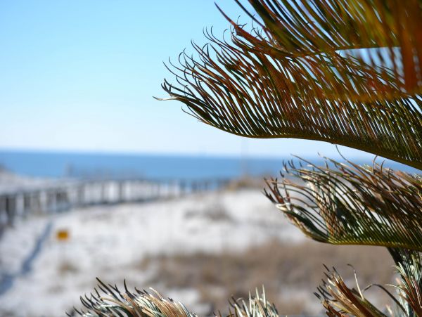 Alabama Beach Areas Home 1013152