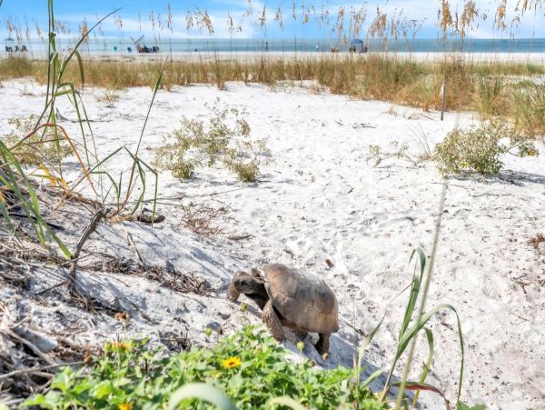 Anna Maria 2 Bedroom Rental with Partial Ocean View Sleeps 6