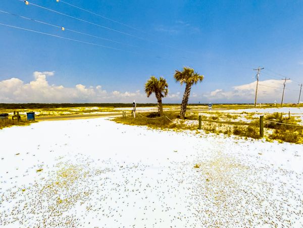 Alabama Beach Areas Home 1014123