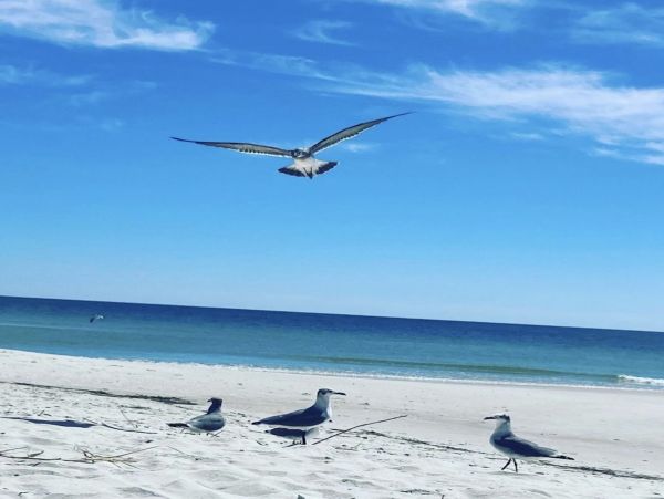 Alabama Beach Areas Home 1014237