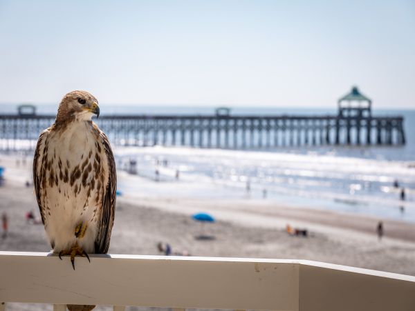 Folly Beach Condo 1014551
