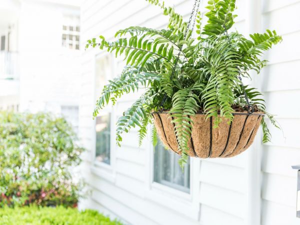 Charleston Home 1015404