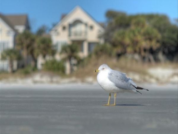 Hilton Head Condo 1015494