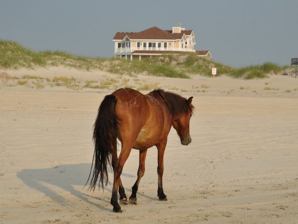 The Outer Banks Home 1016103