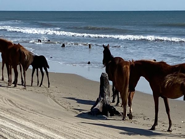 The Outer Banks Home 1016192