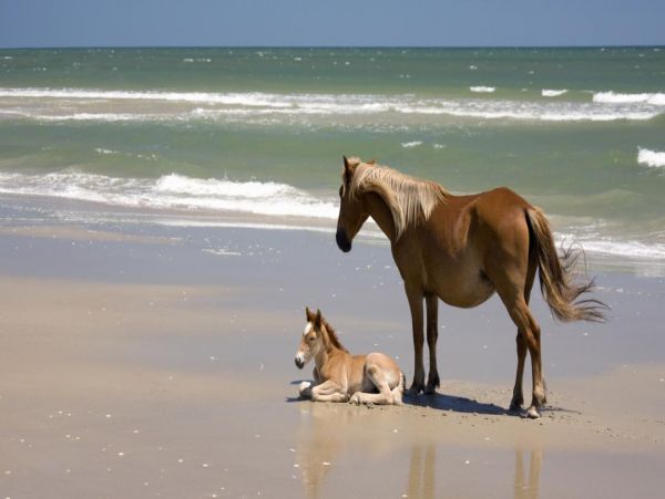 Outer Banks Fun in the Sun!