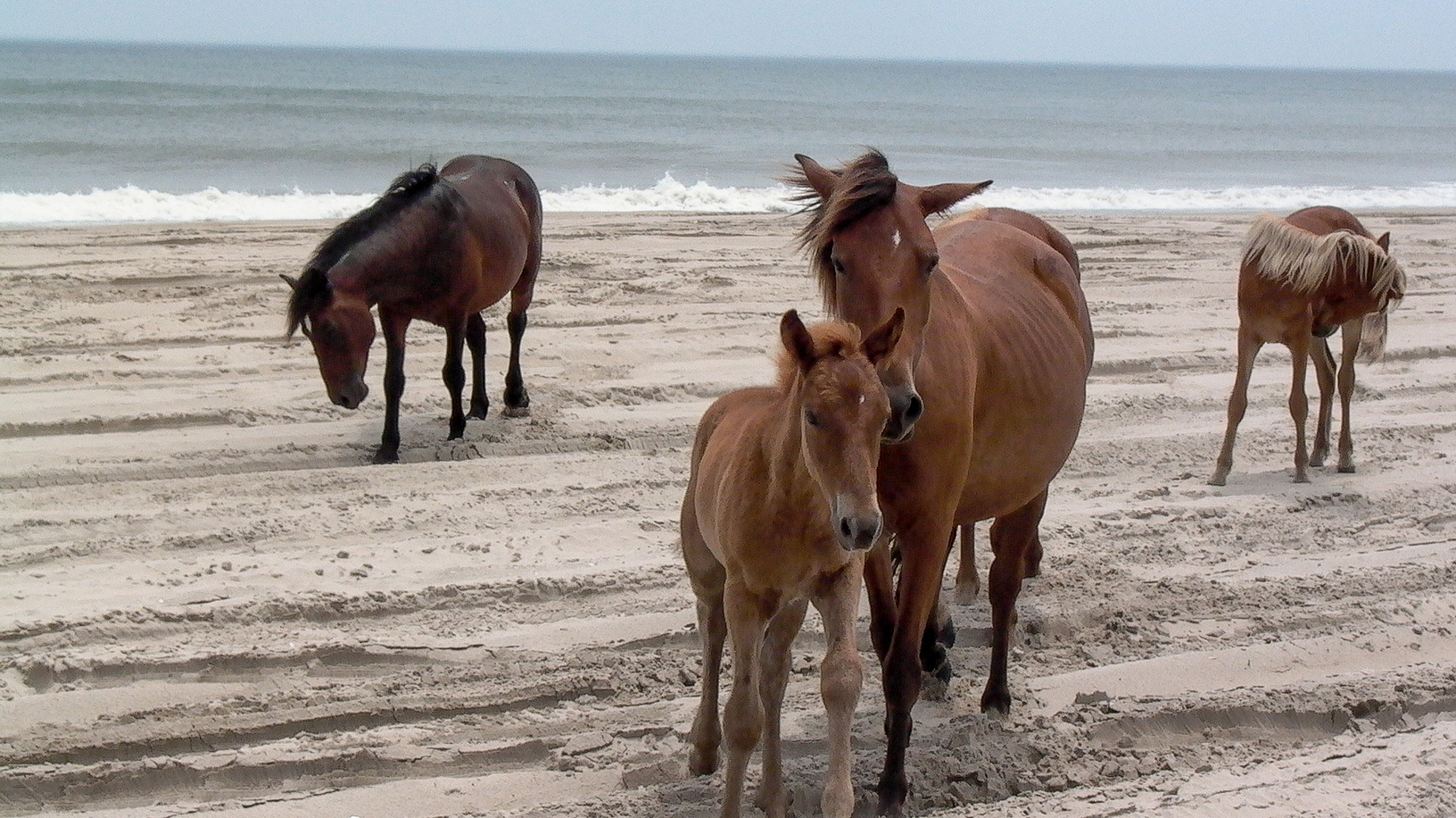 The Outer Banks Home 1016729
