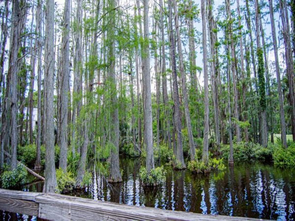 Tampa Condo 1017091