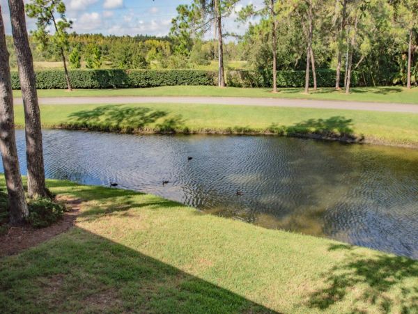 Tampa Condo 1017092