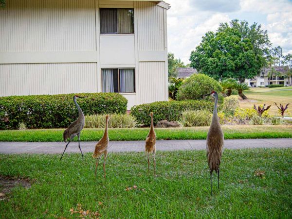 Tampa Condo 1017095