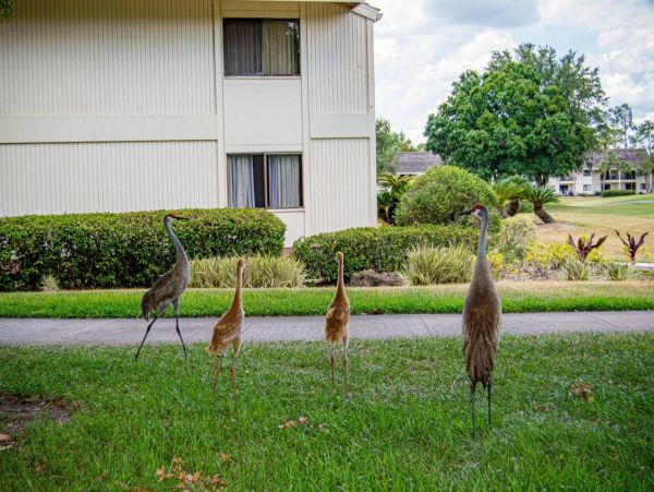 Tampa Condo 1017105