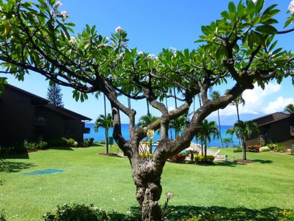 Kahana Home 1017150