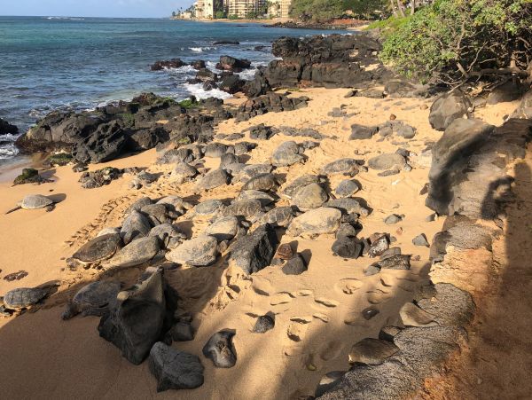 Kahana Home 1017152