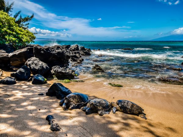 Kahana Home 1017177