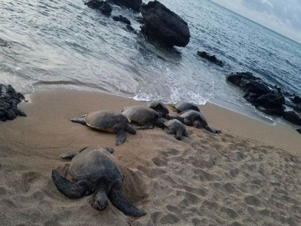 Kahana Home 1017185
