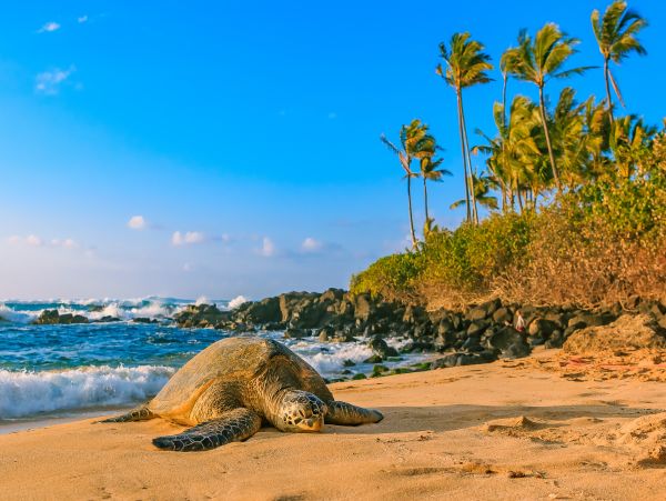 Lahaina Home 1017187