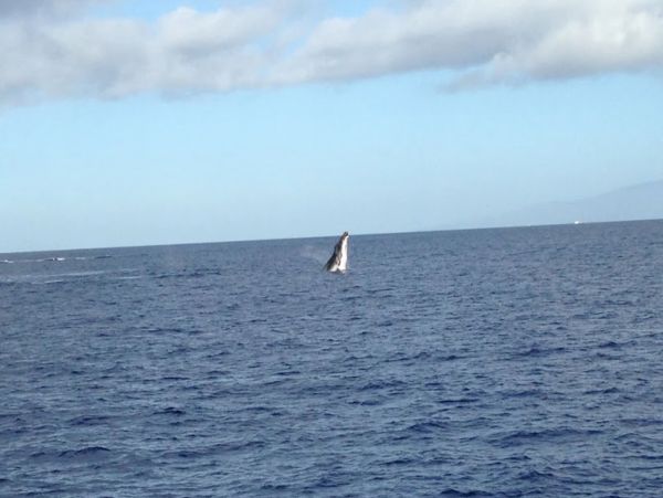 Lahaina Home 1017216