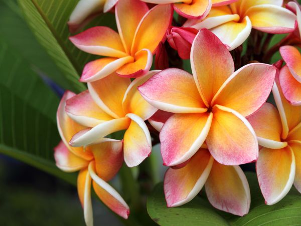 Lahaina Home 1017222