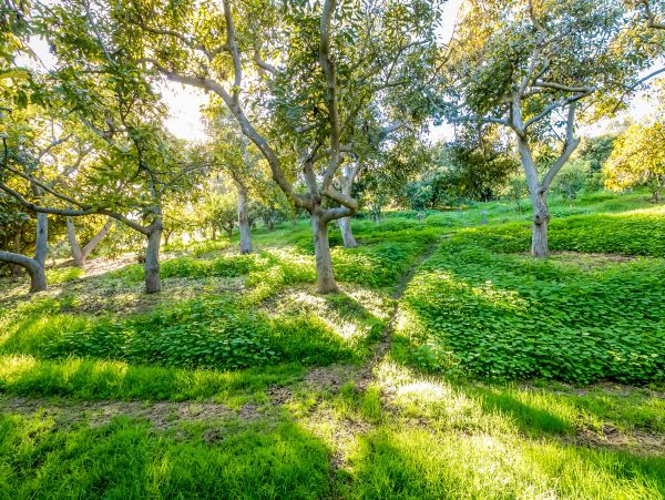 Santa Barbara County Home 1017355