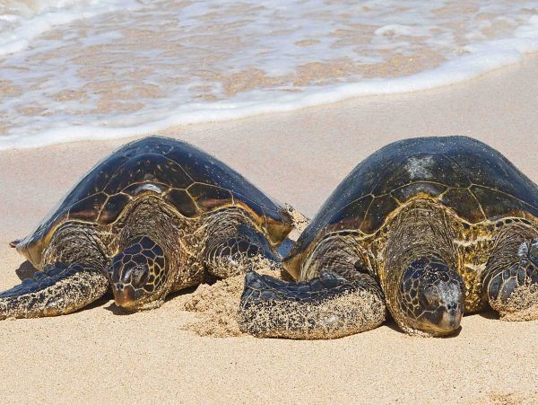 Kihei Home 1017515