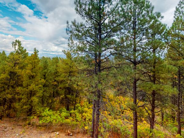 Breckenridge Home 1017854