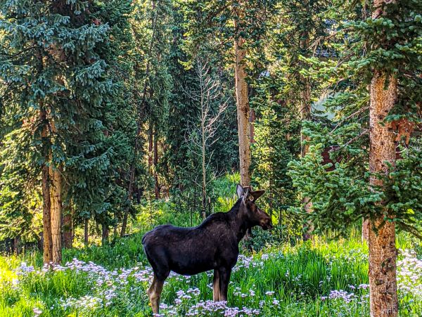 Breckenridge Home 1017933