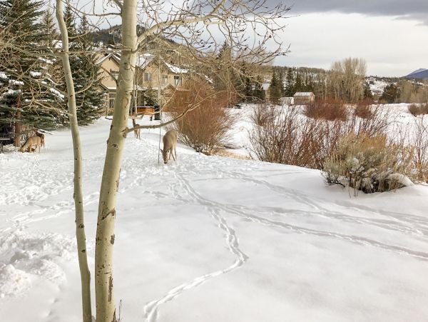 Breckenridge Home 1017988