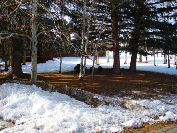 Breckenridge Home 1018029