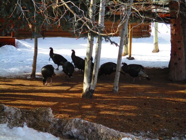 Breckenridge Home 1018029