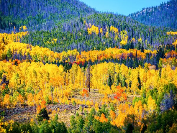 Breckenridge Home 1018308