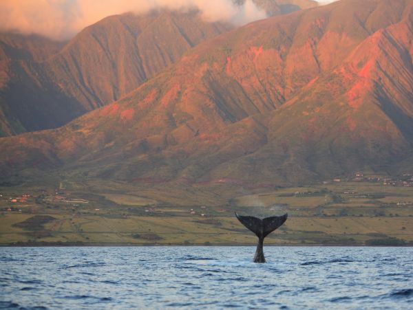 Wailea Home 1018367
