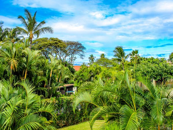 Wailea Home 1018382