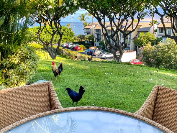 Wailea Home 1018406