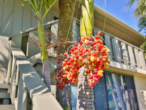 Anna Maria Island Holmes Beach Condo 1018941