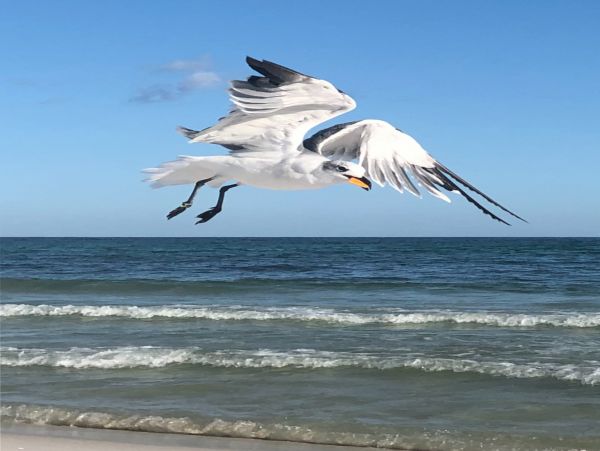Navarre Beach Home 1020049