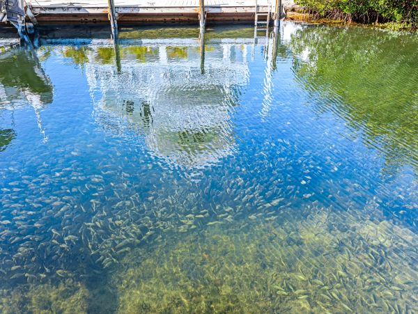 The Florida Keys Home 1021740