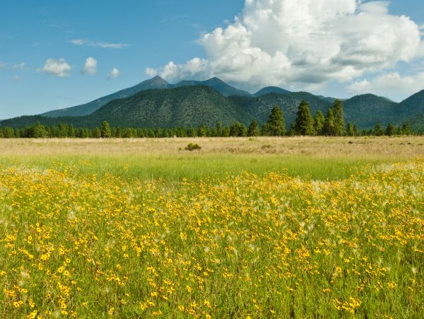 Flagstaff Home 1022286